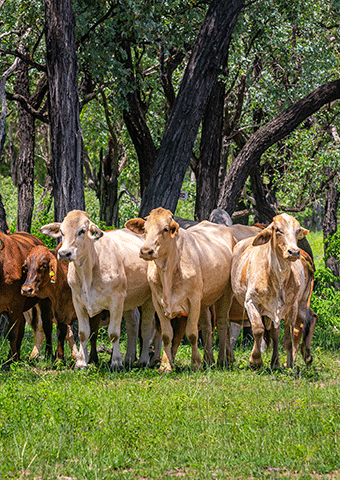 Case Studies of the Financial Performance of Silvopastoral Systems in Southern Queensland, Australia